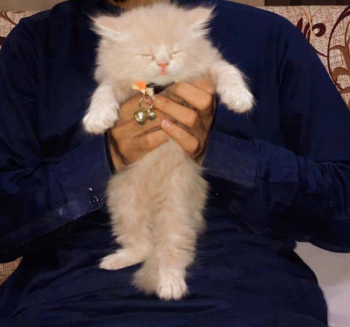 cat kitten,adorable kitten, fawn kitten,persian kitten 2