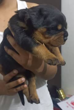 Pedigree female puppy from champion lines