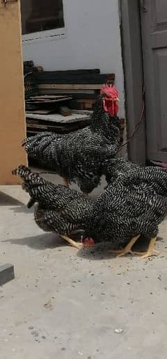 plymouth  heritage , silver laced wyandotte, and german shamo chicks