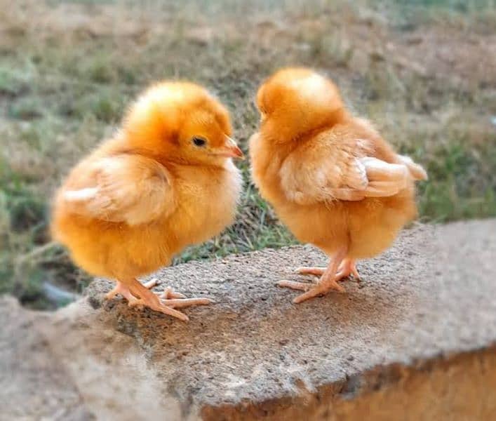 Golden Misri | RIR Chicks | Australorp  chicks 2