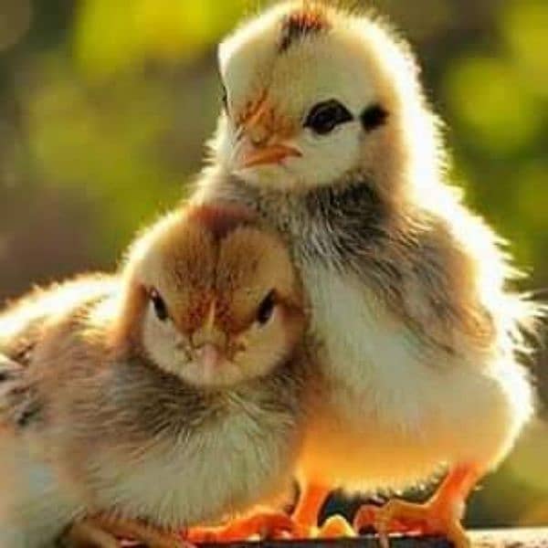 Golden Misri | RIR Chicks | Australorp  chicks 3