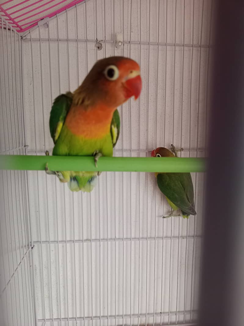 Lilian love birds for sale 1