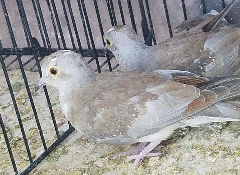Pied Doves Chicks available 2