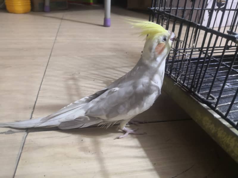 Tamed Cockatiel, Breeder pair & Ready to Breed pair for sale (lahore) 0