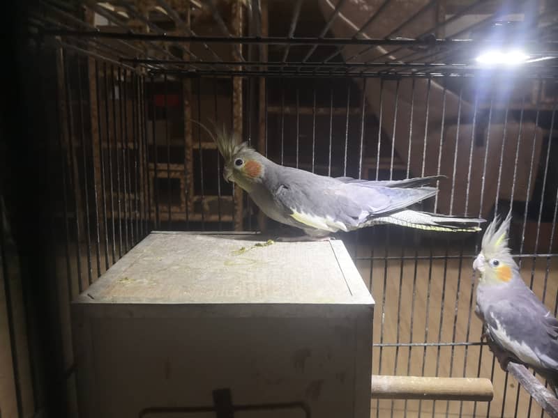 Tamed Cockatiel, Breeder pair & Ready to Breed pair for sale (lahore) 1