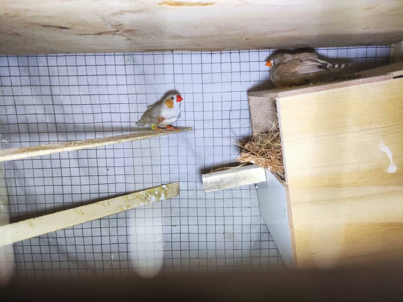 Tamed Cockatiel, Breeder pair & Ready to Breed pair for sale (lahore) 2