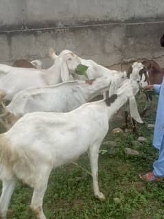 Rajanpori female goats