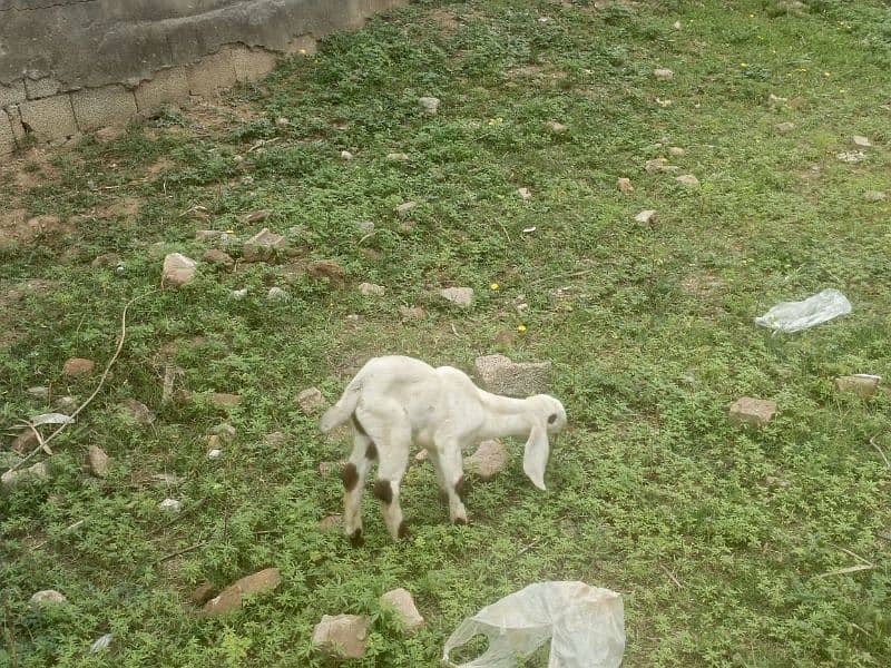Rajanpori female goats 1