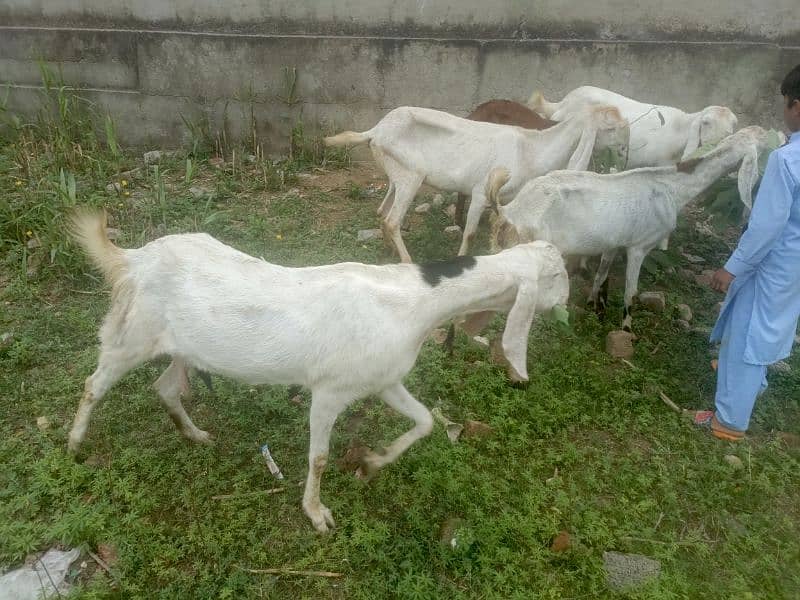 Rajanpori female goats 2