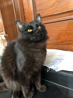 Double coated Black cat for sale