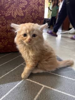 persian cat 3 baby 40 day age / and 1 big cat