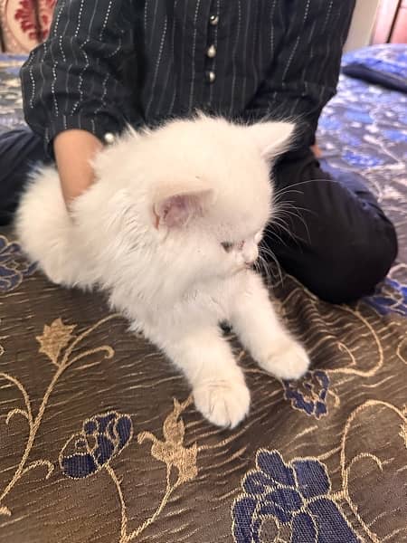 persian cat 3 baby 45 day age / and 1 big cat 5