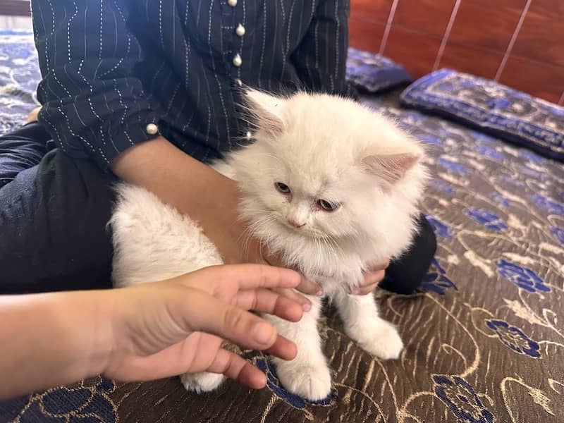 persian cat 3 baby 45 day age / and 1 big cat 6
