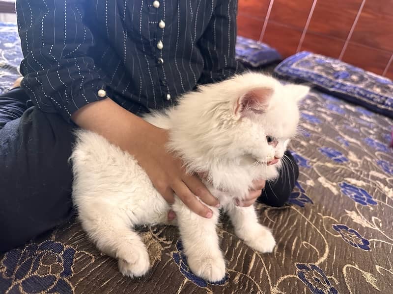 persian cat 3 baby 45 day age / and 1 big cat 0