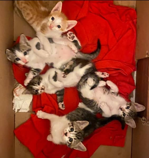 5 kittens up for adoption!! 1