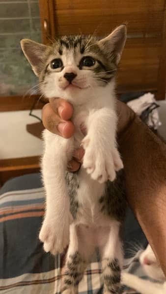 5 kittens up for adoption!! 3