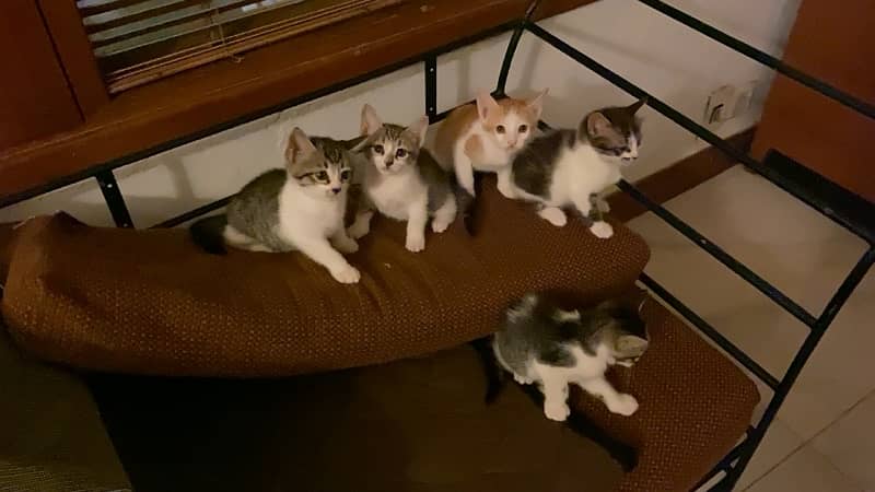 5 kittens up for adoption!! 6