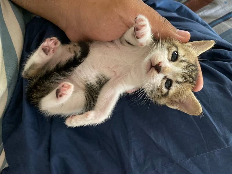 5 kittens up for adoption!! 9