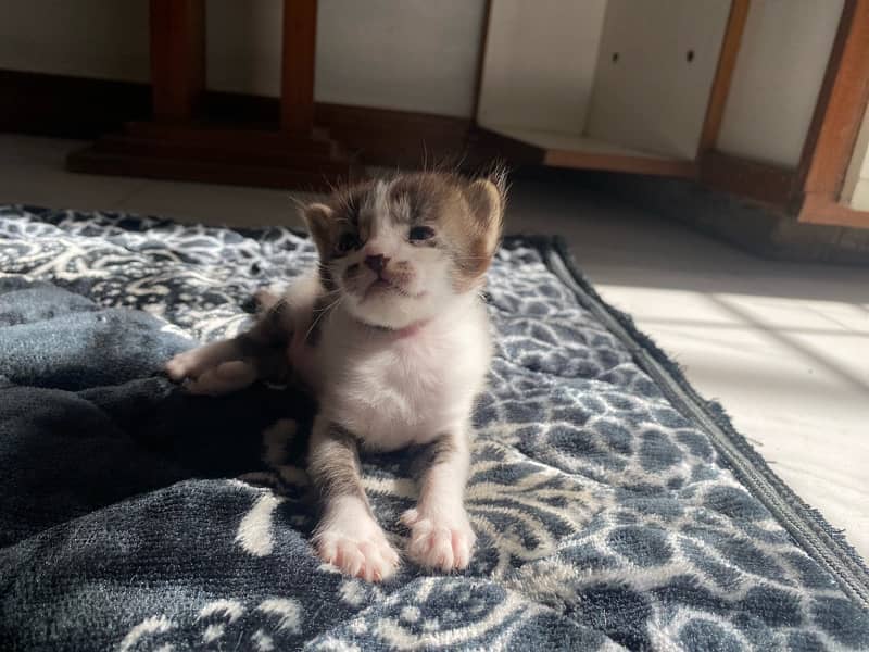 5 kittens up for adoption!! 10