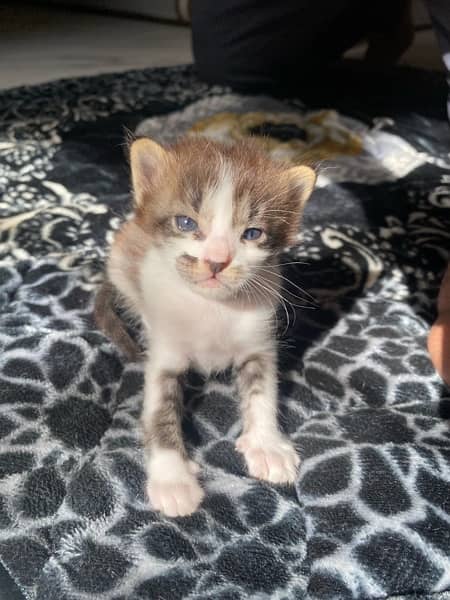 5 kittens up for adoption!! 18