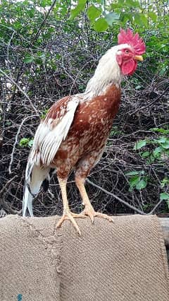 Roosters for sale - one year old