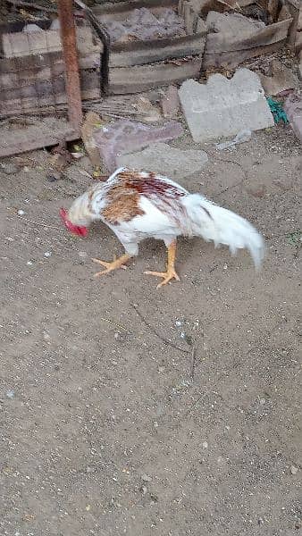 Roosters for sale - one year old 1