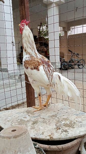 Roosters for sale - one year old 2