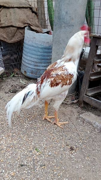 Roosters for sale - one year old 3