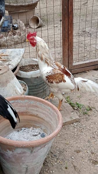 Roosters for sale - one year old 4