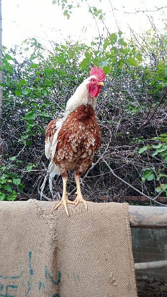 Roosters for sale - one year old 5