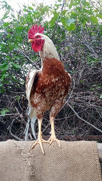 Roosters for sale - one year old 6