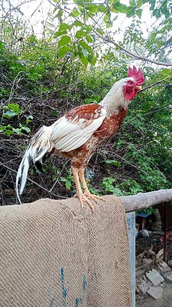 Roosters for sale - one year old 7