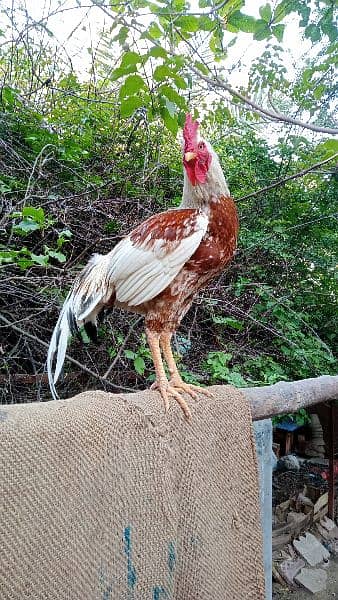 Roosters for sale - one year old 8