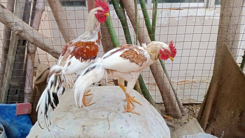 Roosters for sale - one year old 9