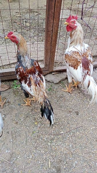 Roosters for sale - one year old 10