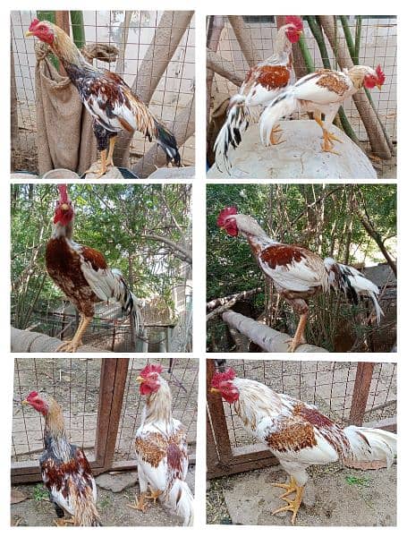Roosters for sale - one year old 11