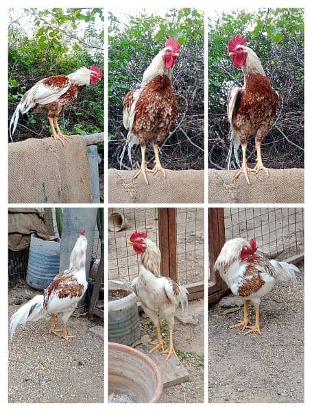 Roosters for sale - one year old 12