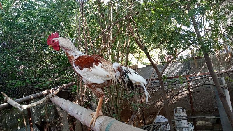 Roosters for sale - one year old 13
