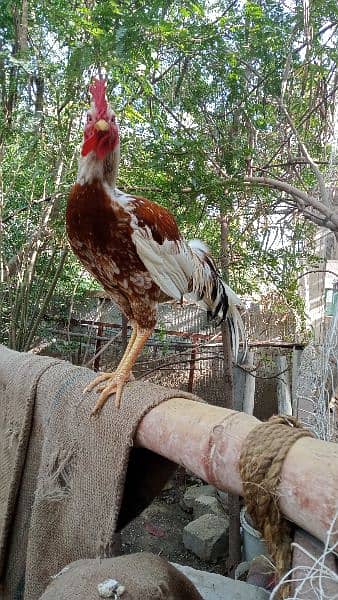 Roosters for sale - one year old 14