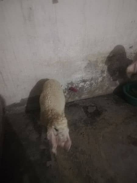 aik shep bhot piyari kajli 2 dant with male baby 7