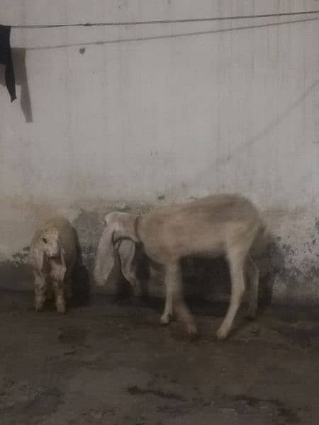 Aik Shep Bhot Piyari Kajli 2 Dant With Male Baby - Sheep - 1085284007