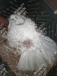 DIFFERENT FANCY PIGEONS BREEDERS