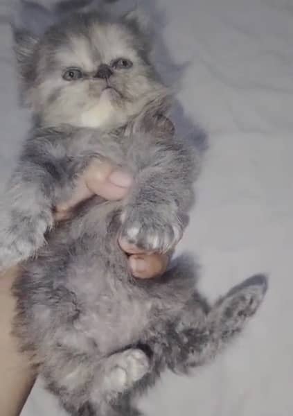 punch face Persian kitten for sale 03338414246 2