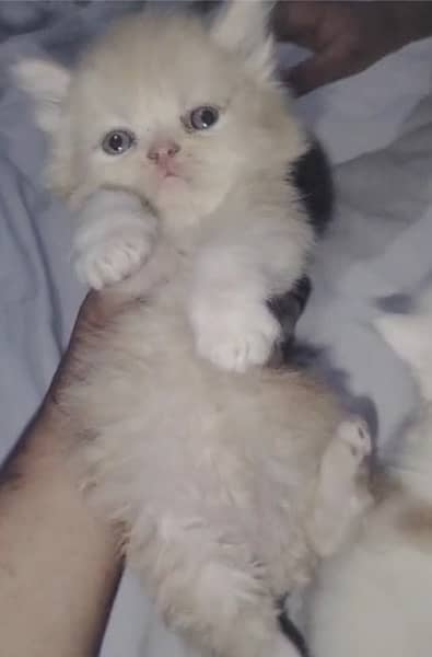punch face Persian kitten for sale 03338414246 3