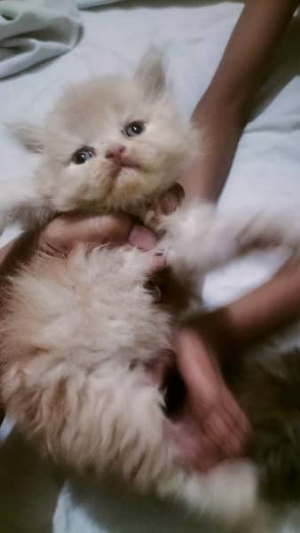 punch face Persian kitten for sale 03338414246 6