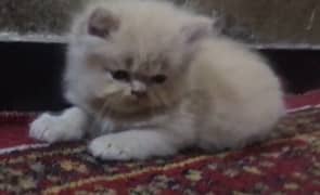 punch face Persian kitten for sale 03338414246 0