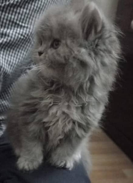 punch face Persian kitten for sale 03338414246 1