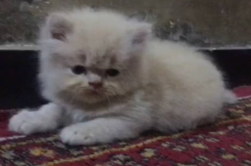 punch face Persian kitten for sale 03338414246 4