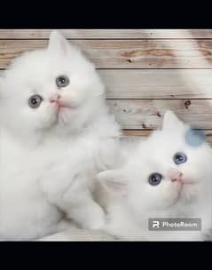 white pure Persian kittens
