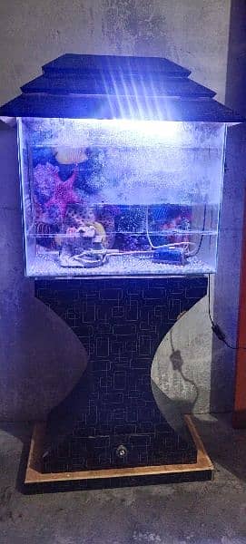 fish aquarium 2